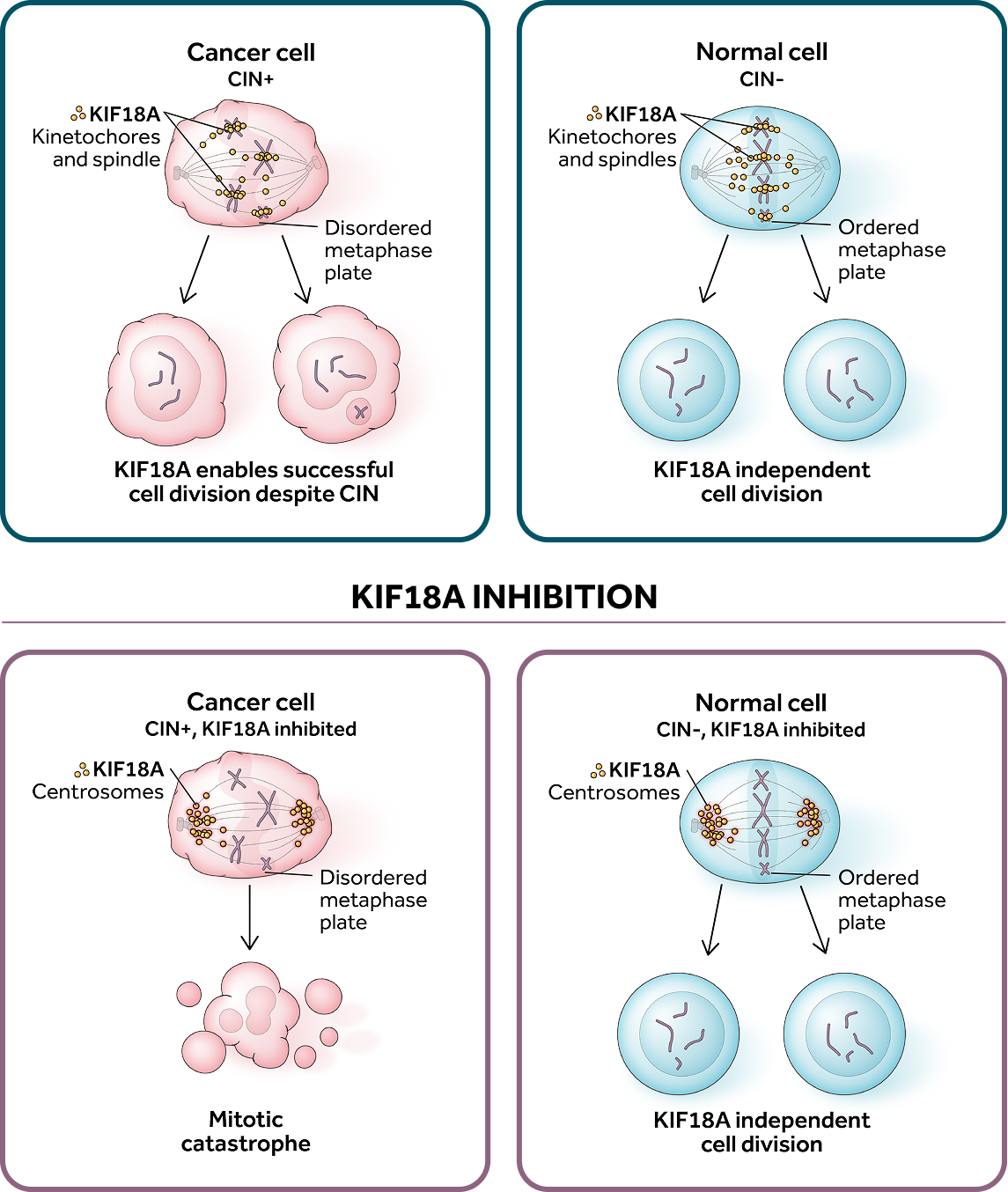  Illustration showing how KIF18A inhibition prevents cell division in cancer cells with chromosomal instability