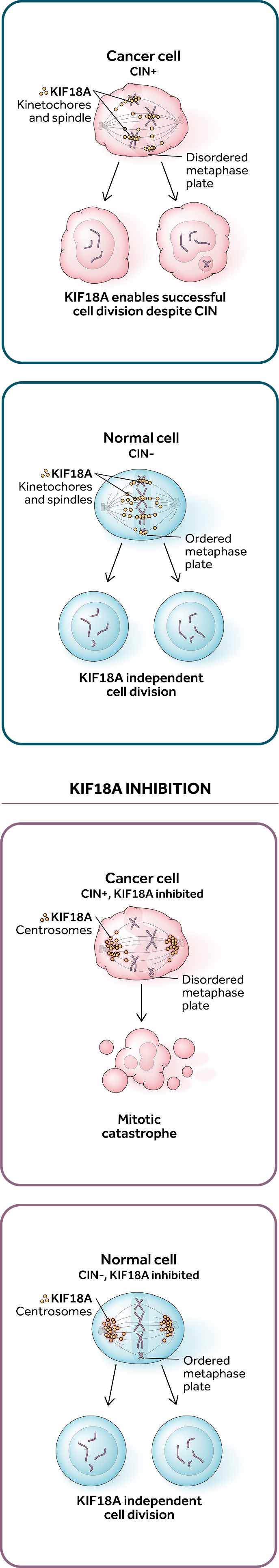 Illustration showing how KIF18A inhibition prevents cell division in cancer cells with chromosomal instability